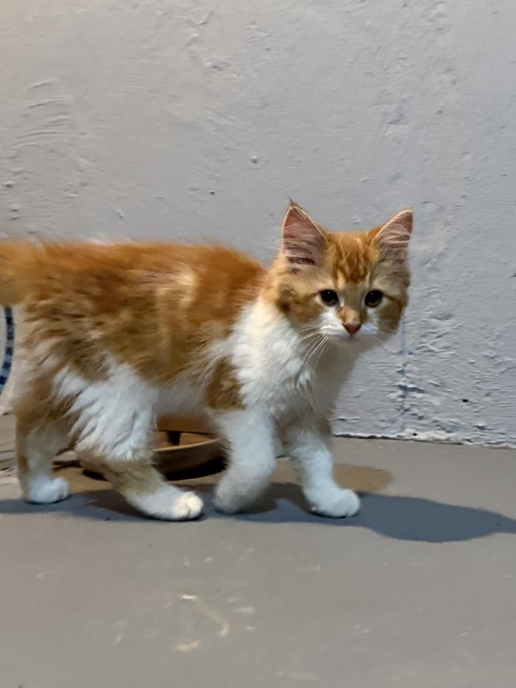 Princess Chloe, Adoptable, Kitten Female Domestic Short Hair.