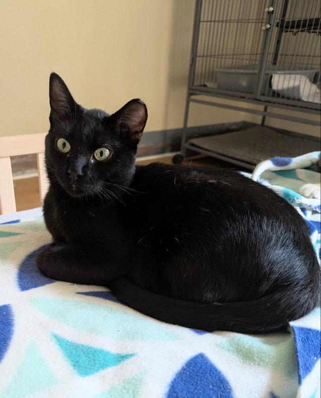 Kona, Adoptable, Adult Male Domestic Short Hair & Bombay.