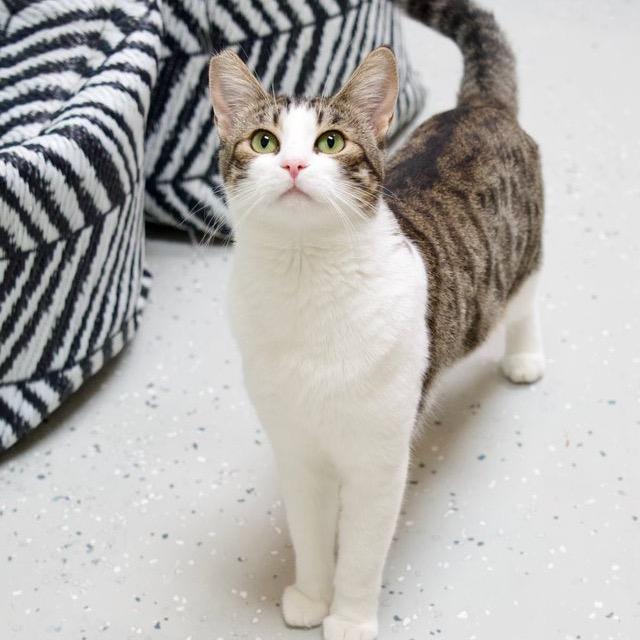 Enlarge Sesame, a Adoptable Domestic Short Hair in Yucca Valley, CA image 1/6