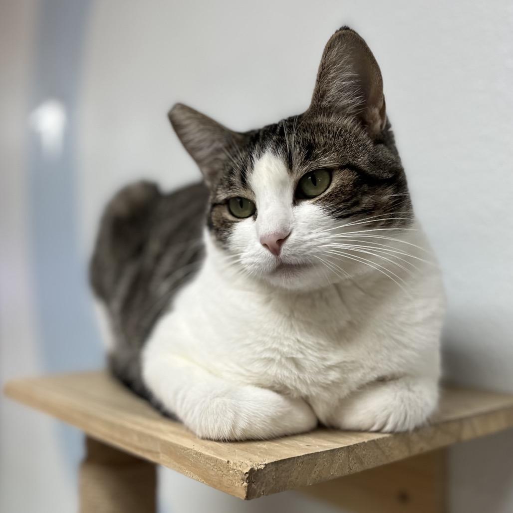 Enlarge Sesame, a Adoptable Domestic Short Hair in Yucca Valley, CA image 2/6