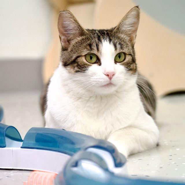 Enlarge Sesame, a Adoptable Domestic Short Hair in Yucca Valley, CA image 3/6