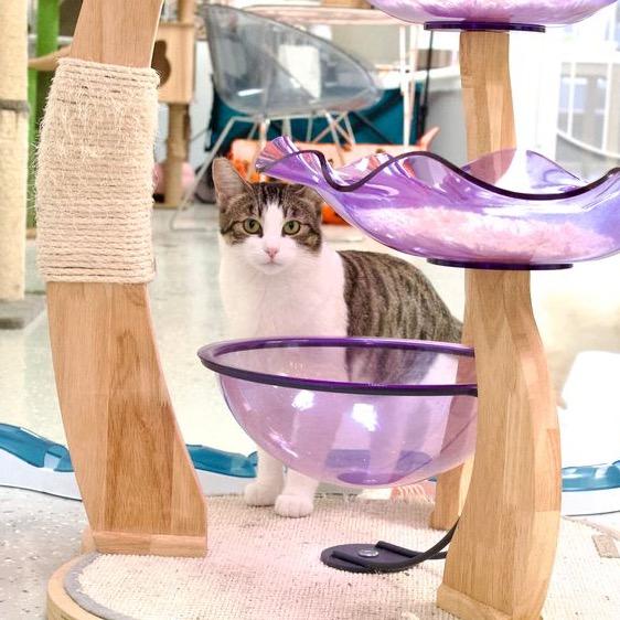 Enlarge Sesame, a Adoptable Domestic Short Hair in Yucca Valley, CA image 4/6