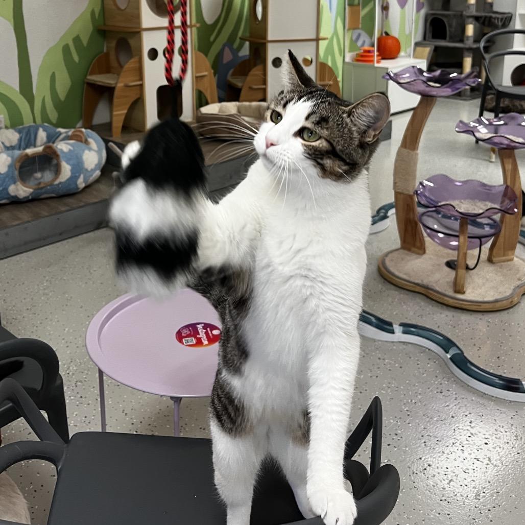 Enlarge Sesame, a Adoptable Domestic Short Hair in Yucca Valley, CA image 5/6