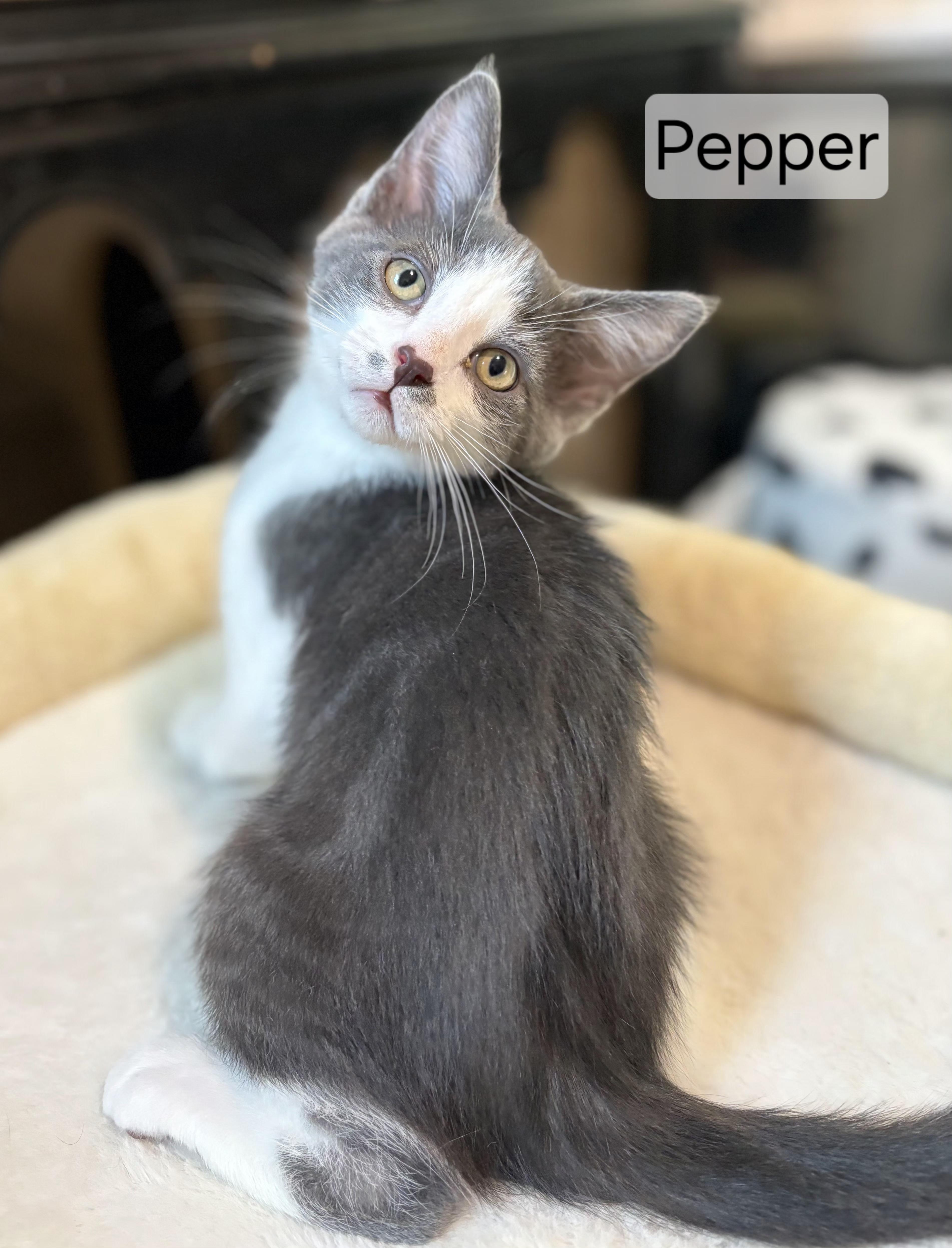 Enlarge Pepper, an adopted Domestic Medium Hair in Aurora, NE image 1/1