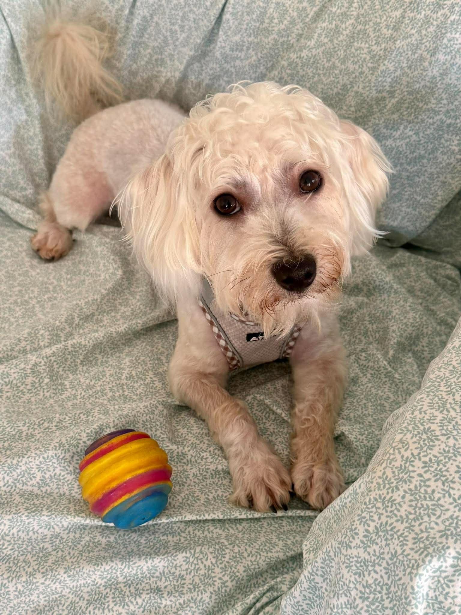 Joseph, Adoptable, Adult Male Poodle & Maltese.