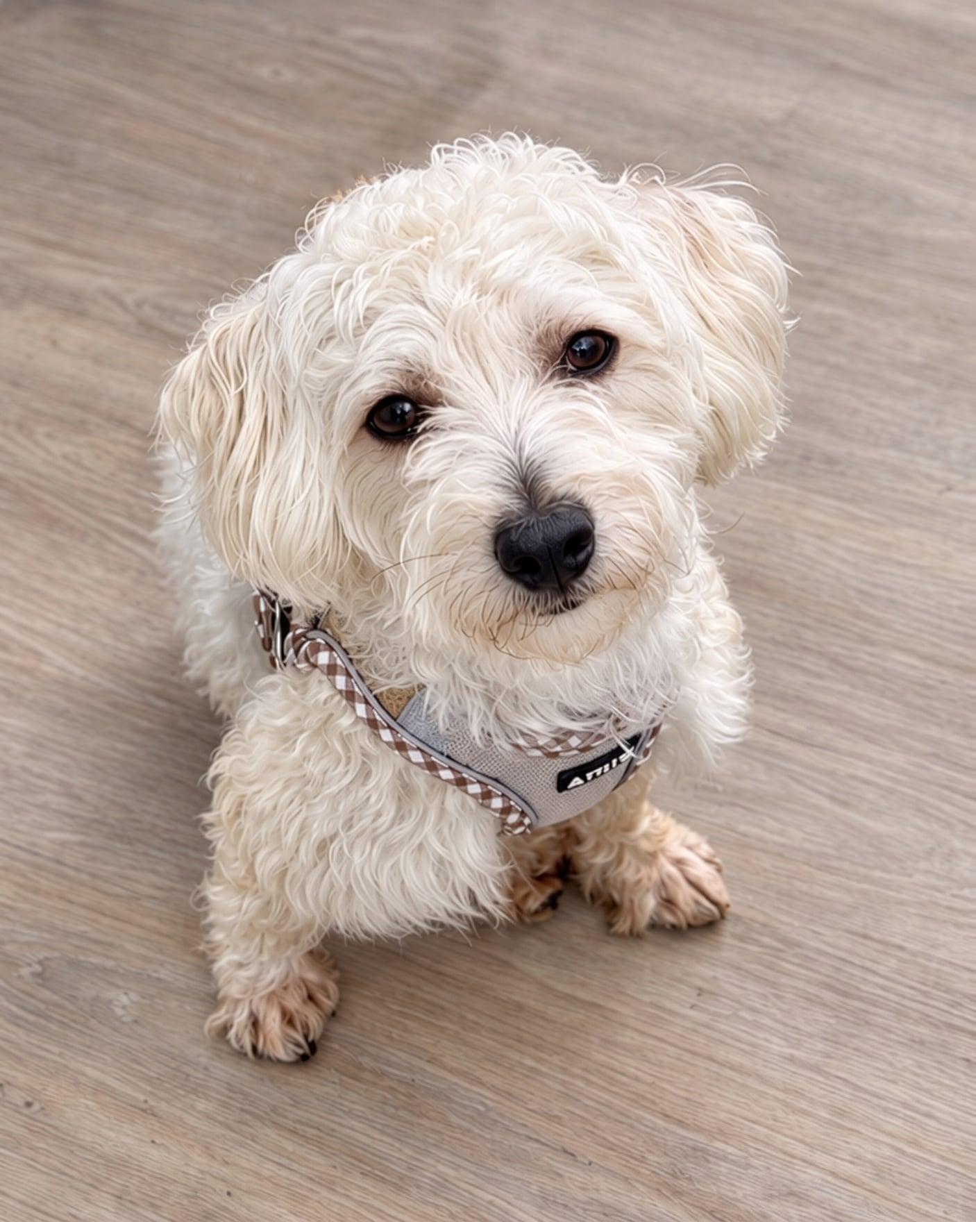 Joseph, Adoptable, Adult Male Poodle & Maltese.