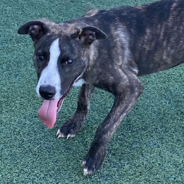 SAPPHIRE, Adoptable, Puppy Female Mixed Breed.
