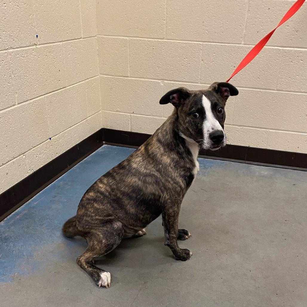Enlarge SAPPHIRE, a Adoptable Mixed Breed in Memphis, TN image 2/4