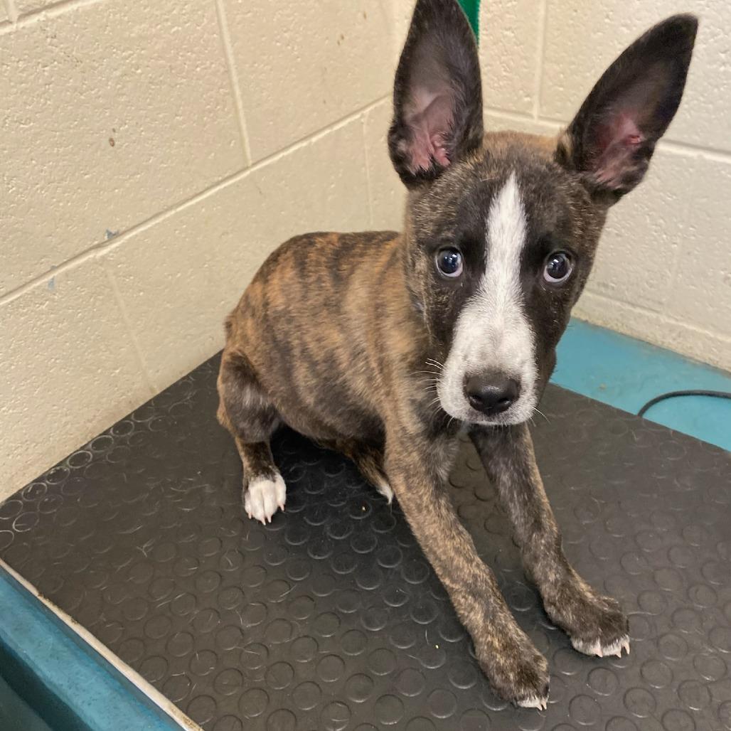 Enlarge SAPPHIRE, a Adoptable Mixed Breed in Memphis, TN image 3/4