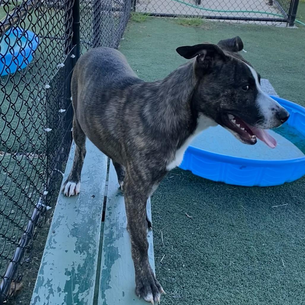 Enlarge SAPPHIRE, a Adoptable Mixed Breed in Memphis, TN image 4/4