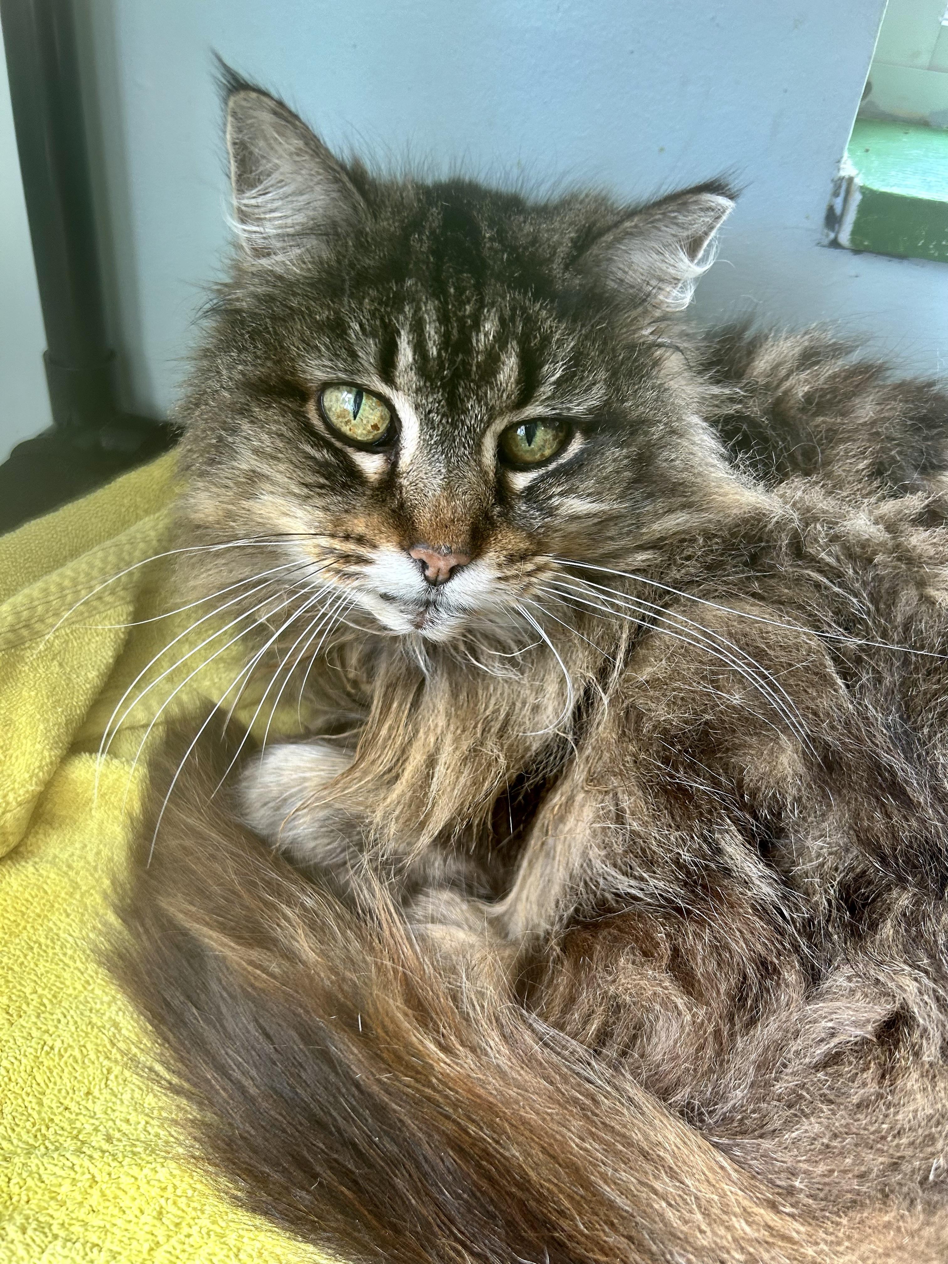 Enlarge Tracy, a ADOPTABLE Tabby in Grand Rapids, MI image 2/6
