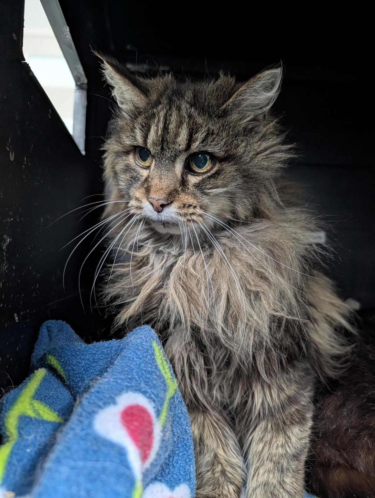 Enlarge Tracy, a ADOPTABLE Tabby in Grand Rapids, MI image 3/6