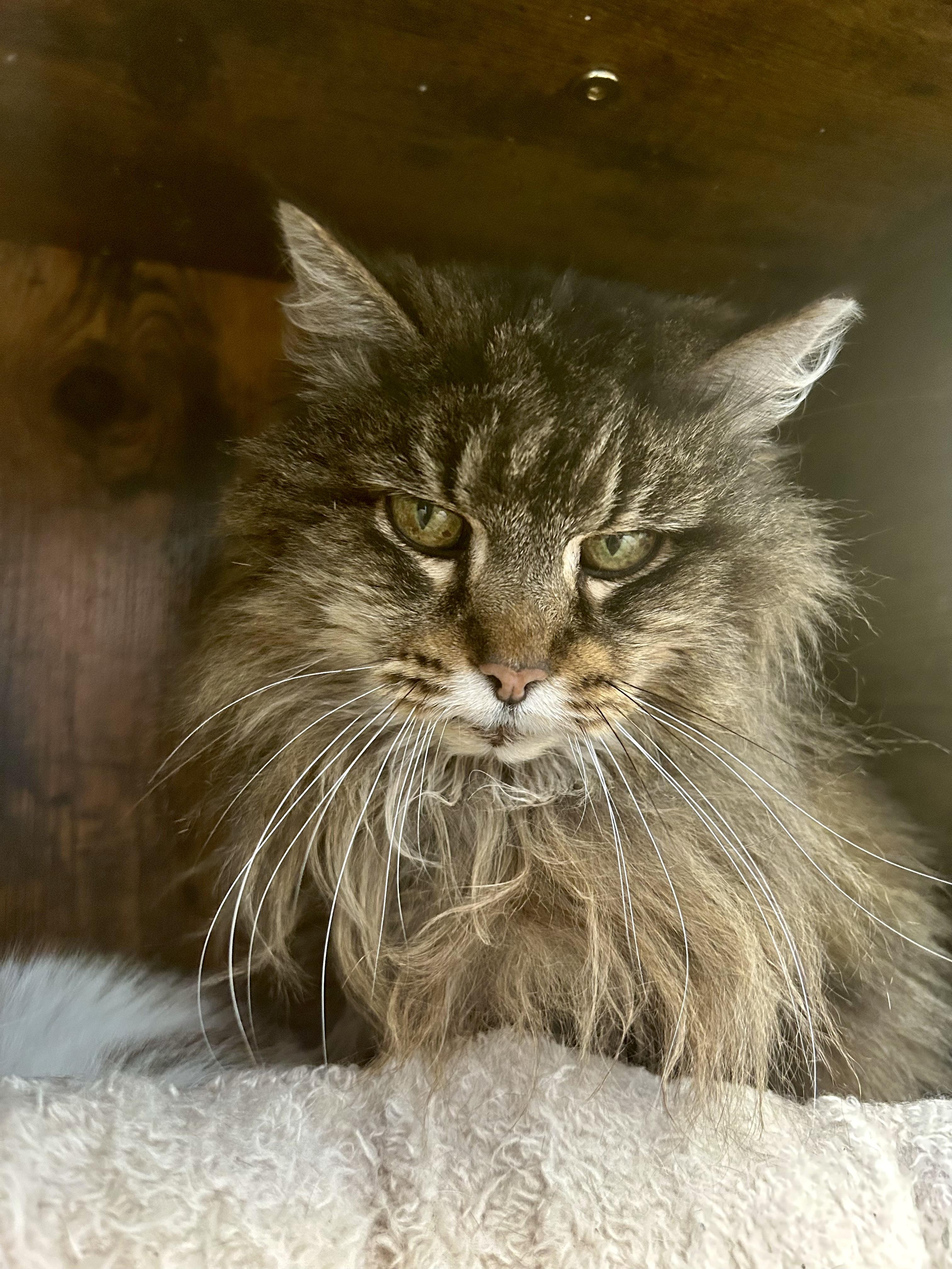 Enlarge Tracy, a ADOPTABLE Tabby in Grand Rapids, MI image 4/6