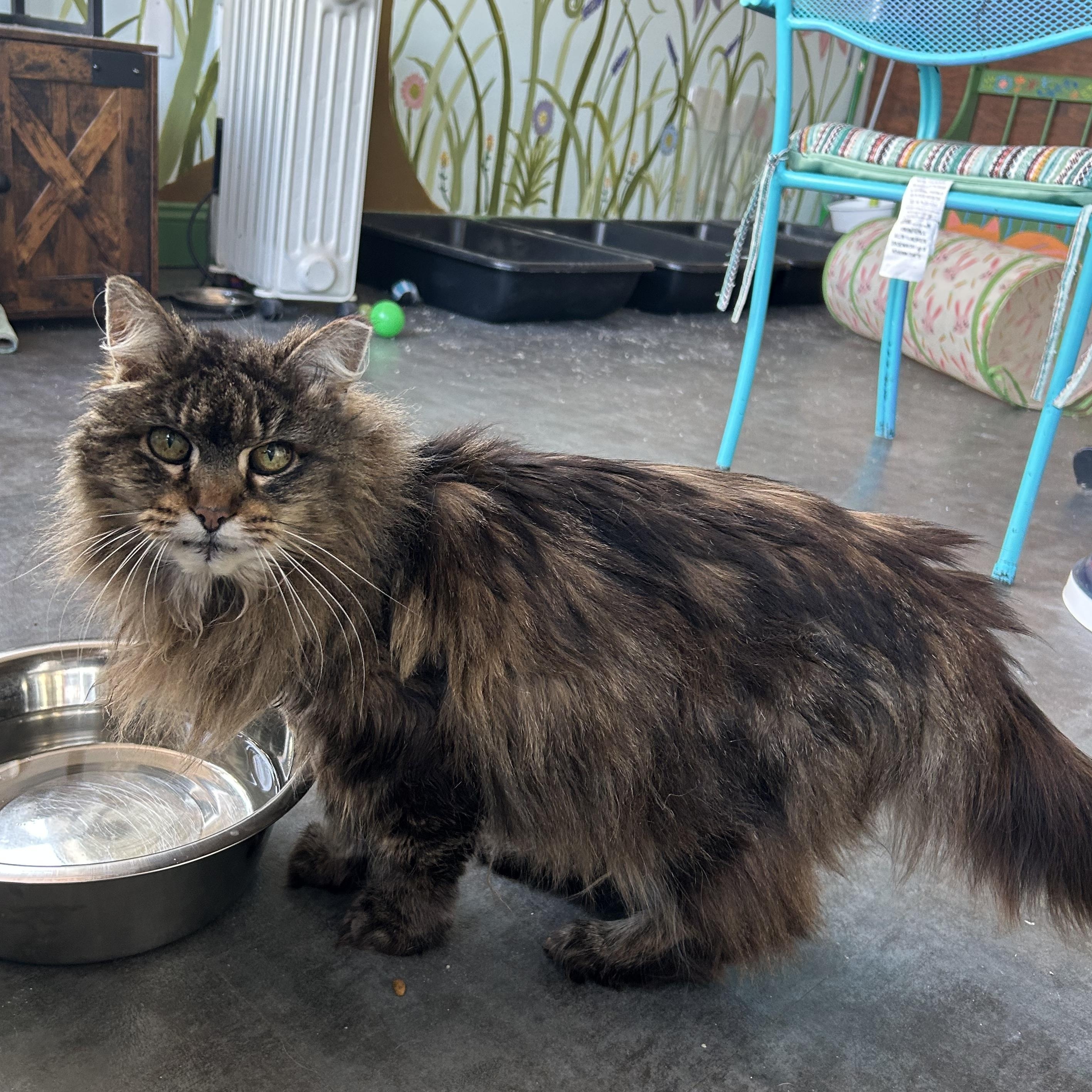 Enlarge Tracy, a ADOPTABLE Tabby in Grand Rapids, MI image 6/6