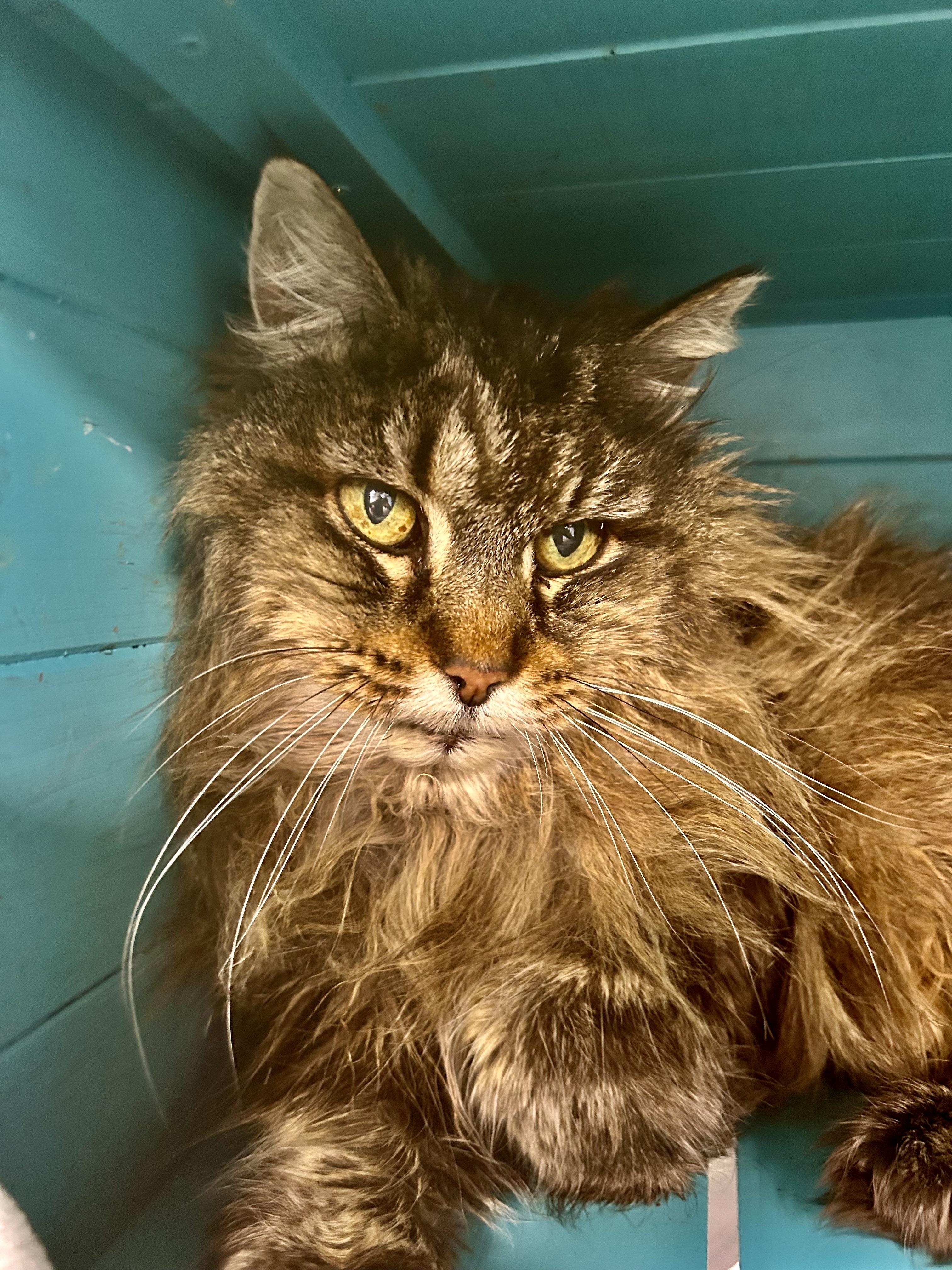 Enlarge Tracy, a ADOPTABLE Tabby in Grand Rapids, MI image 2/6