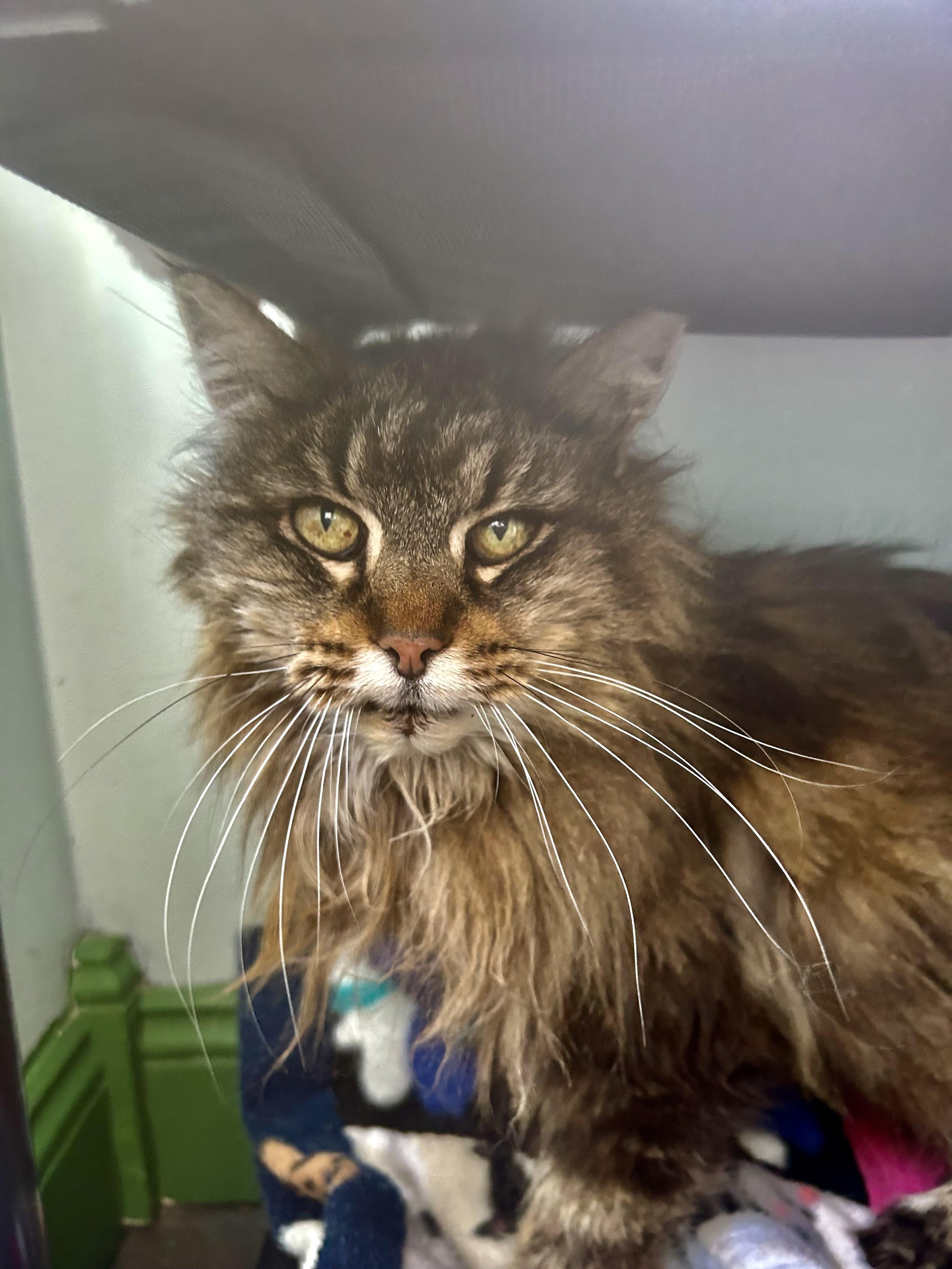 Enlarge Tracy, a ADOPTABLE Tabby in Grand Rapids, MI image 6/6