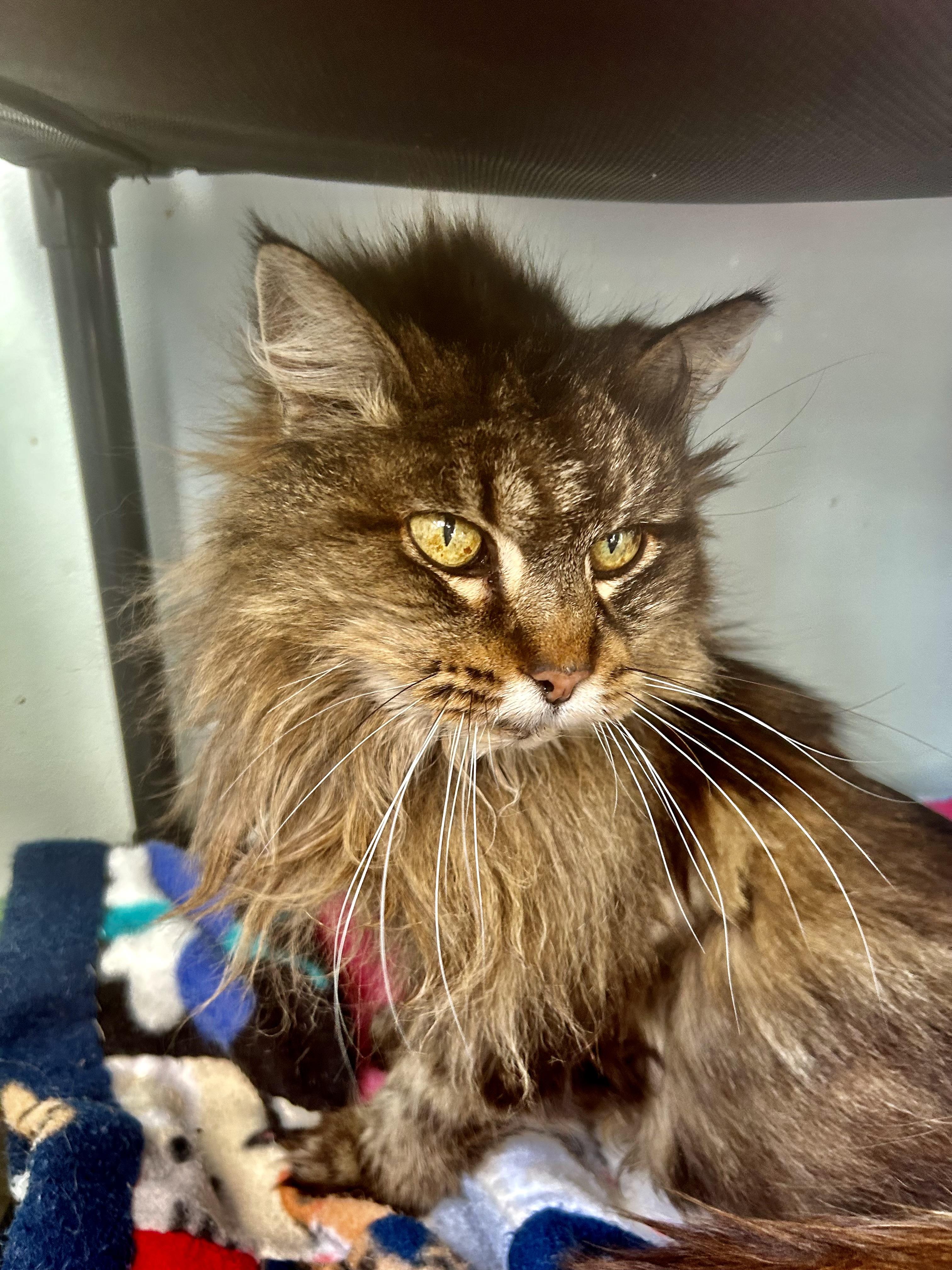 Tracy, ADOPTABLE, Senior Female Tabby.