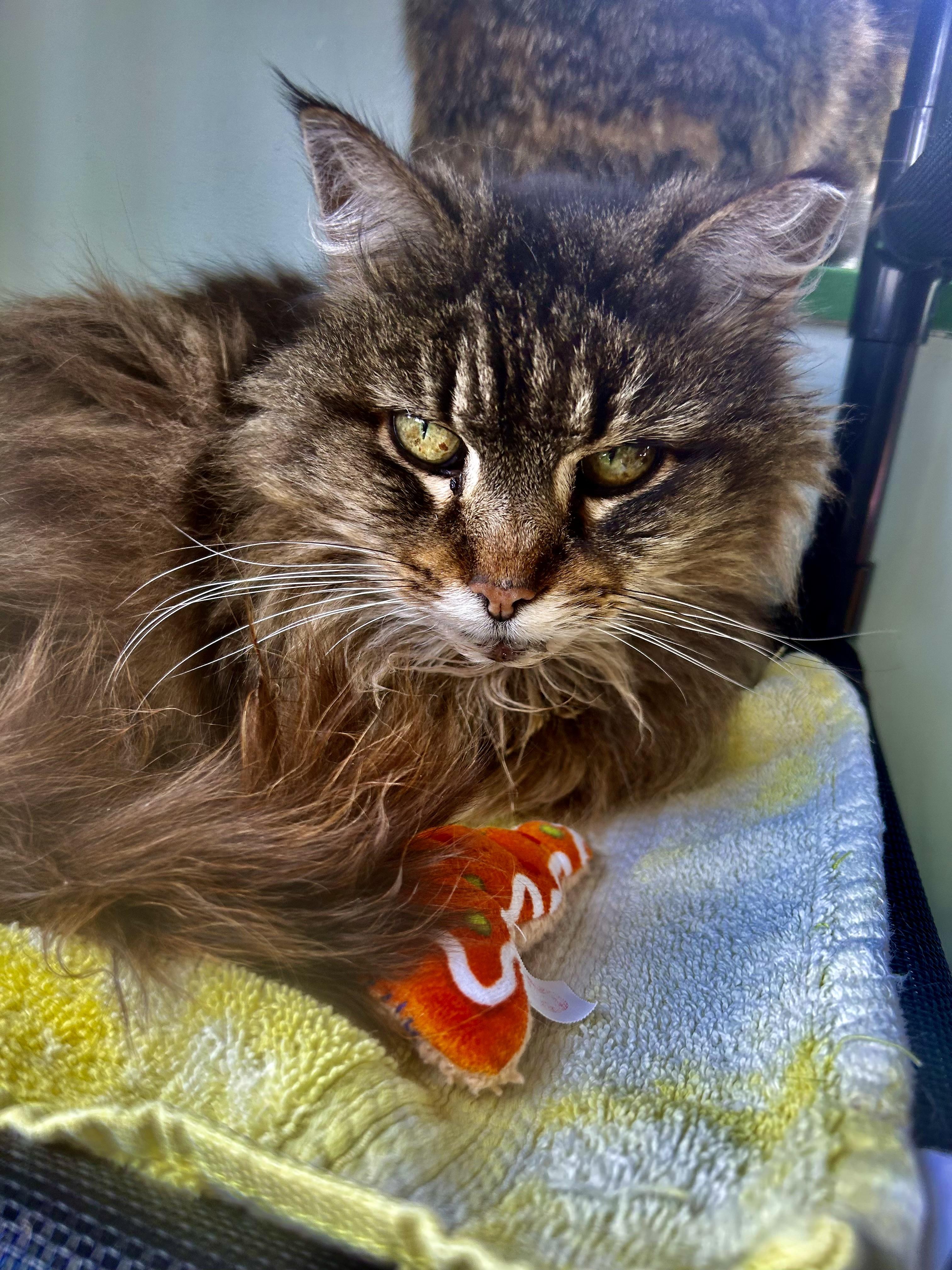 Enlarge Tracy, a ADOPTABLE Tabby in Grand Rapids, MI image 1/6