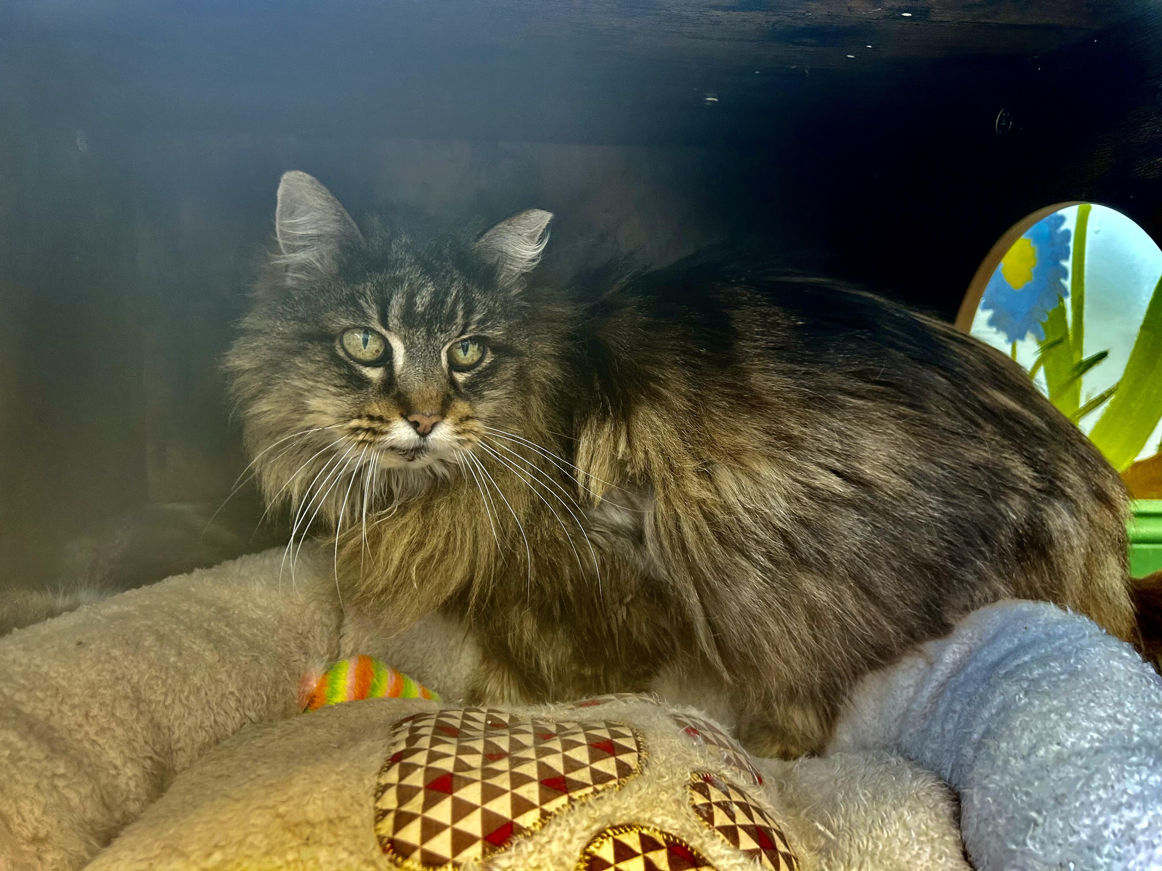 Enlarge Tracy, a ADOPTABLE Tabby in Grand Rapids, MI image 5/6