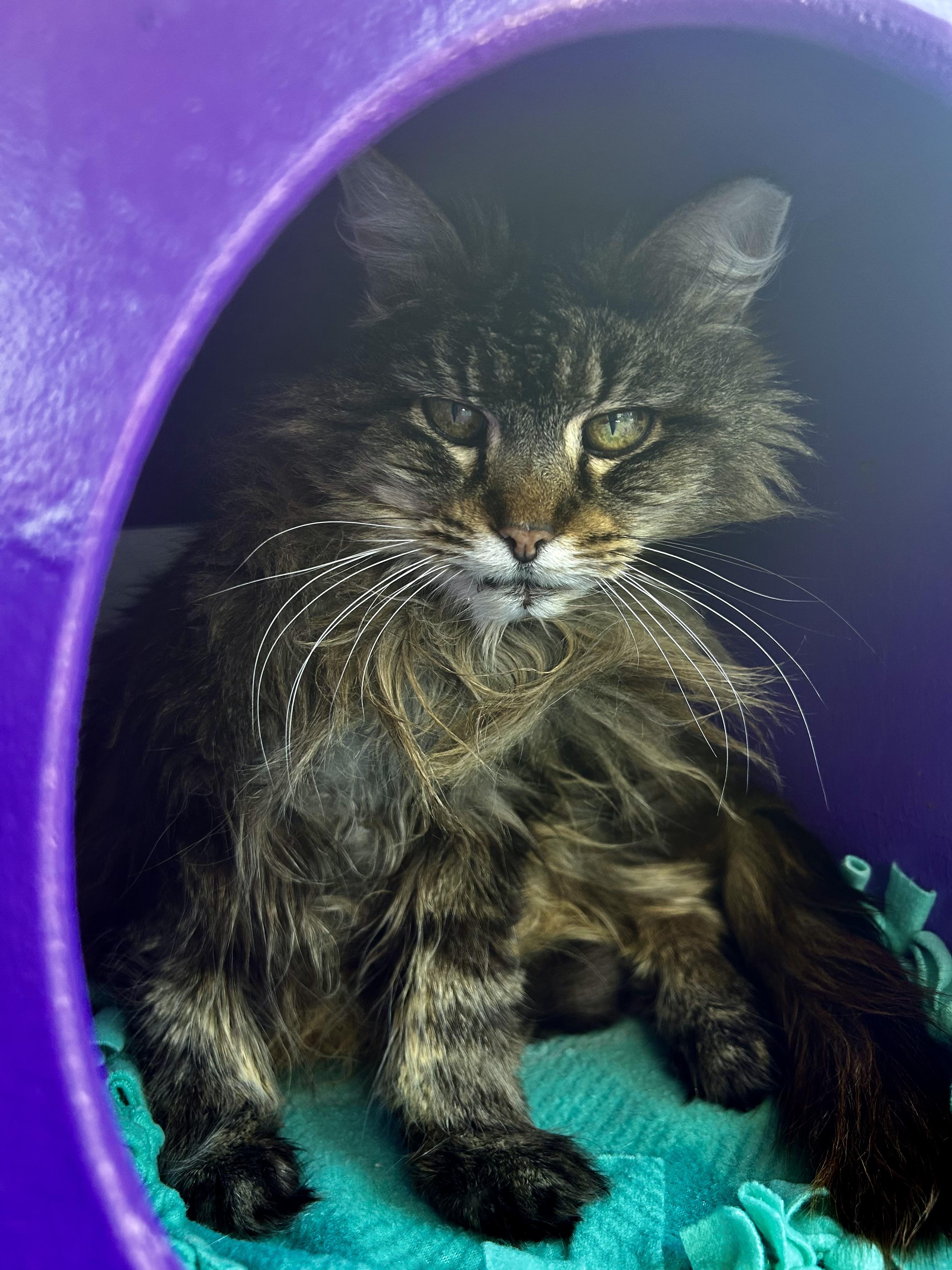 Enlarge Tracy, a ADOPTABLE Tabby in Grand Rapids, MI image 2/6