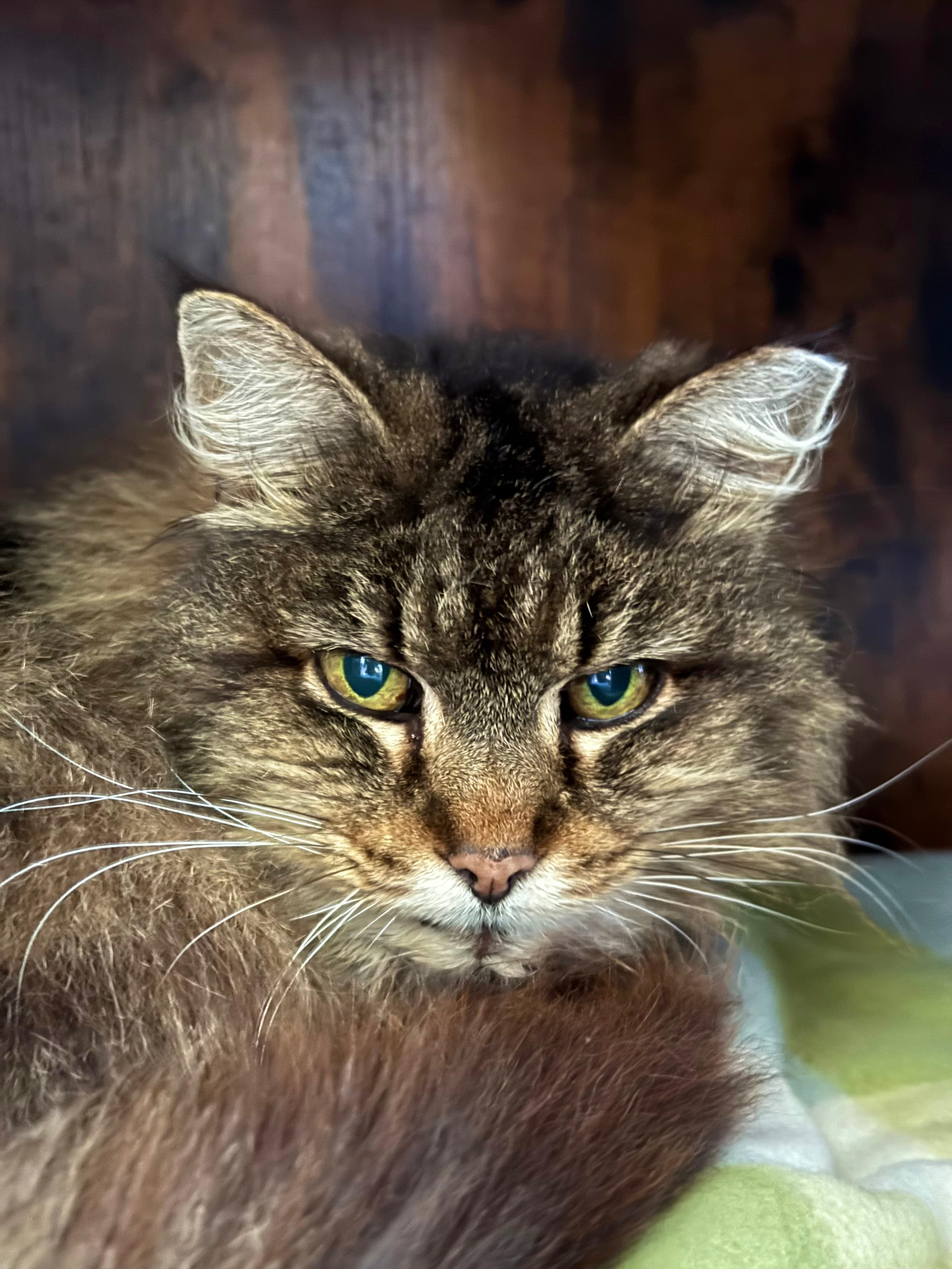 Tracy, ADOPTABLE, Senior Female Tabby.