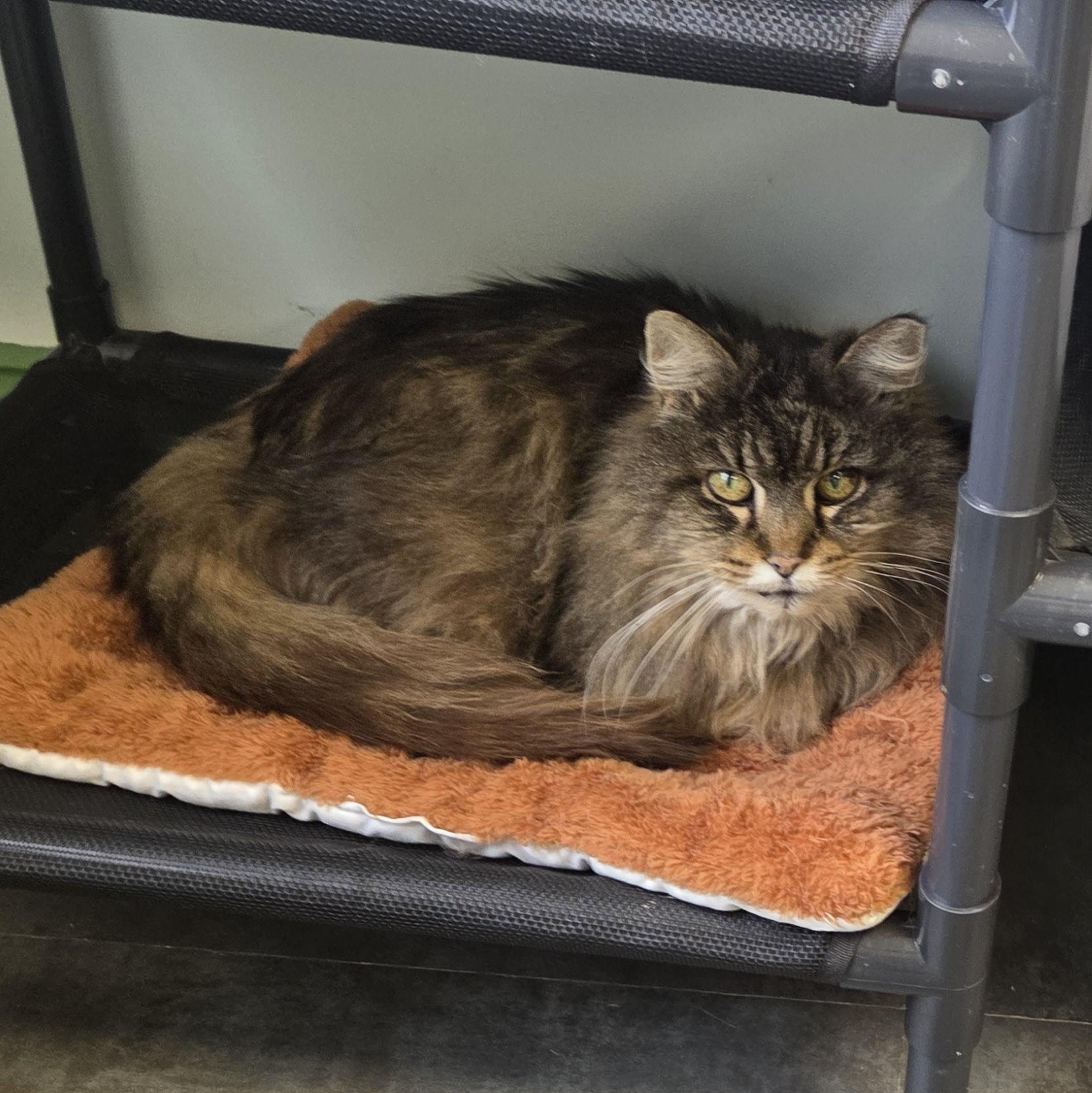 Enlarge Tracy, a ADOPTABLE Tabby in Grand Rapids, MI image 3/6