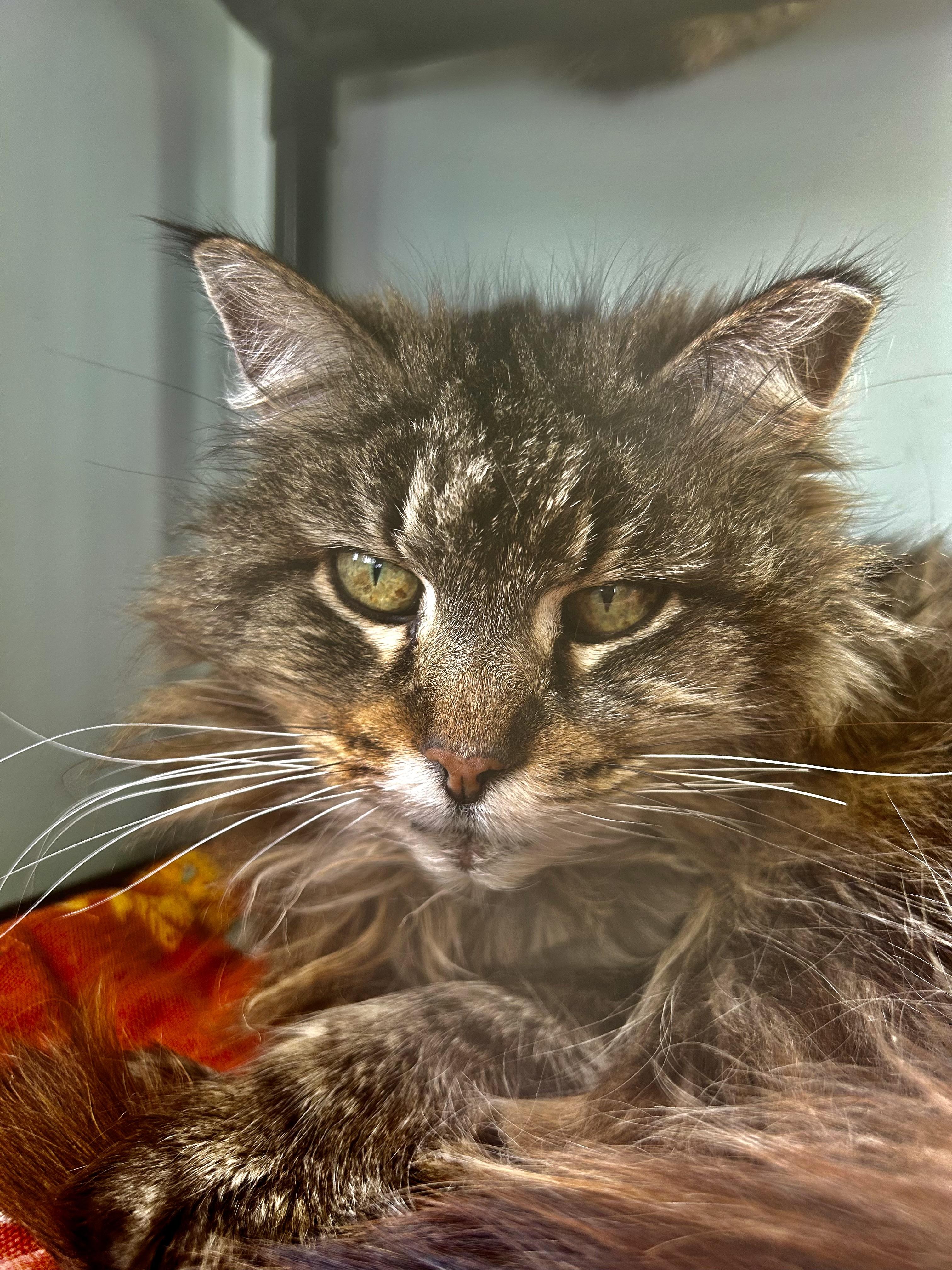 Enlarge Tracy, a ADOPTABLE Tabby in Grand Rapids, MI image 6/6