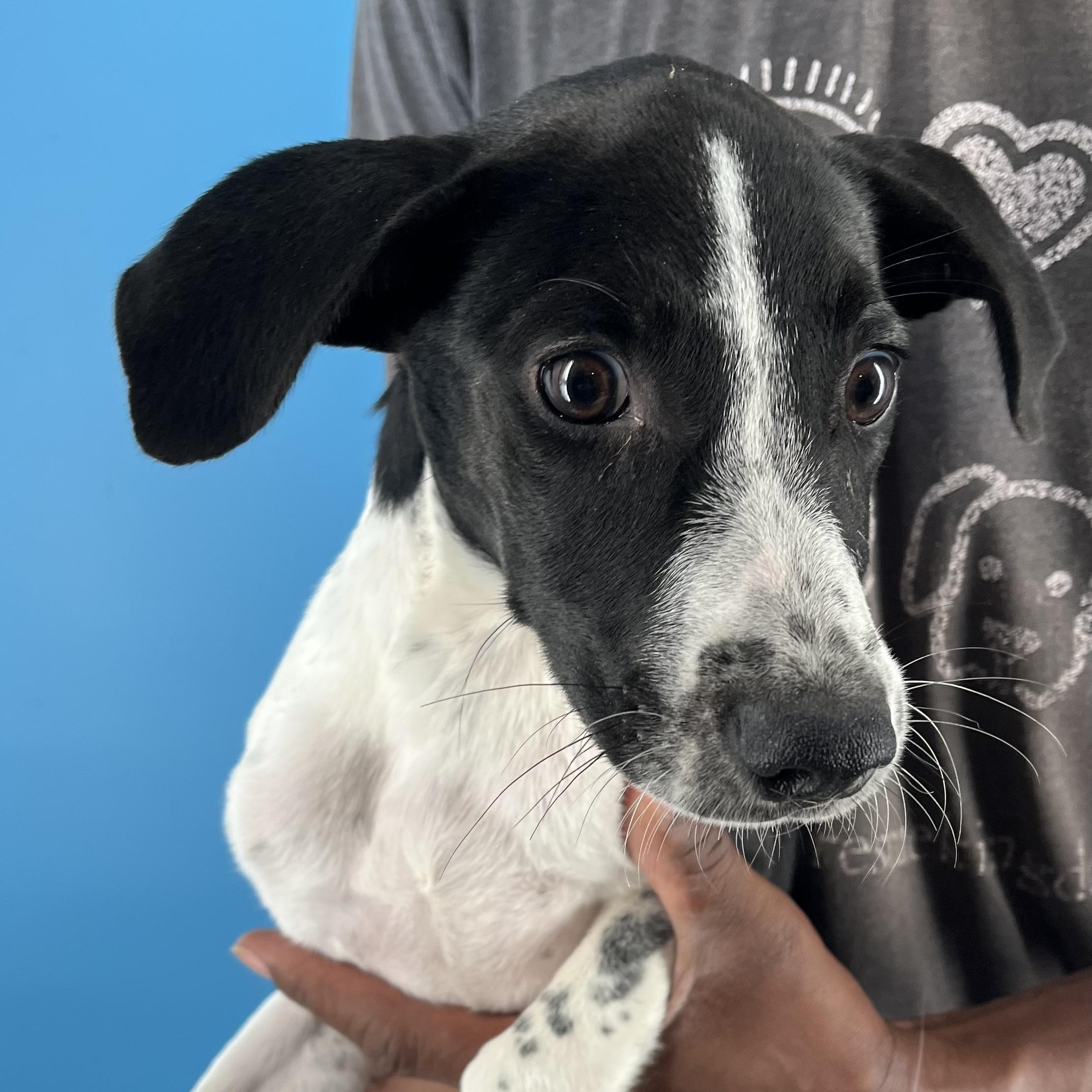 Knox - Local Sept 26-28