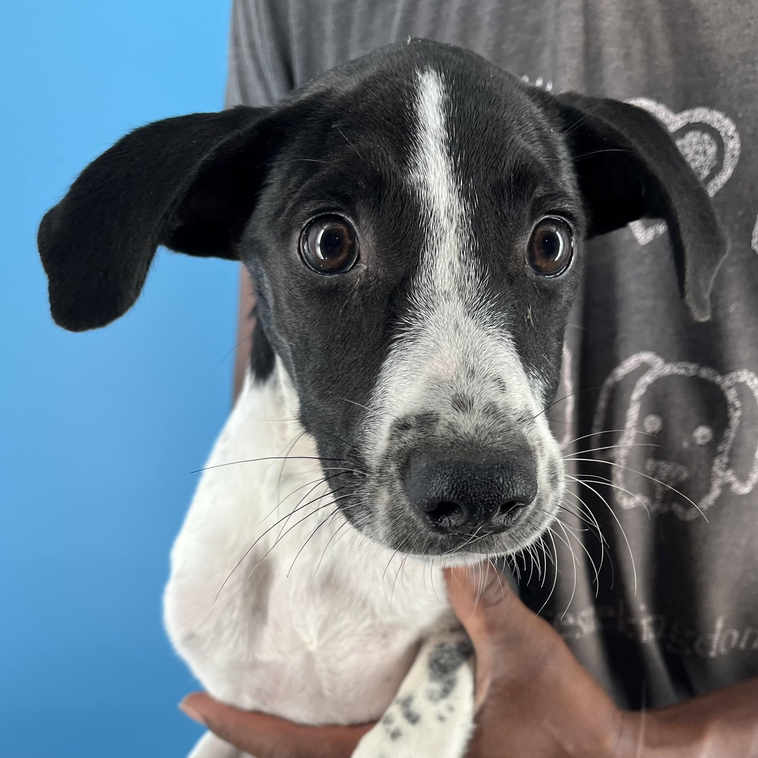 Knox - Local Sept 26-28