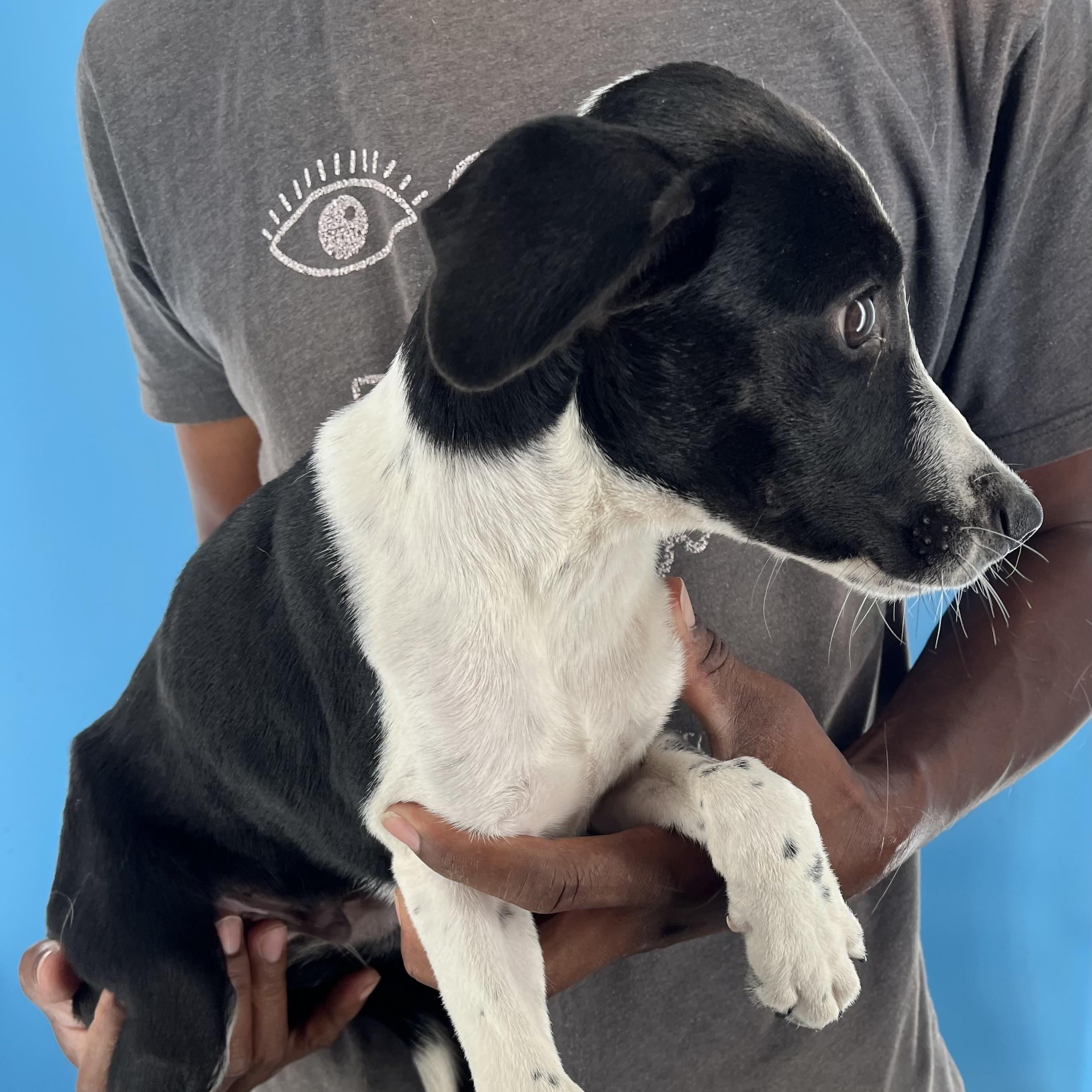 Knox - Local Sept 26-28