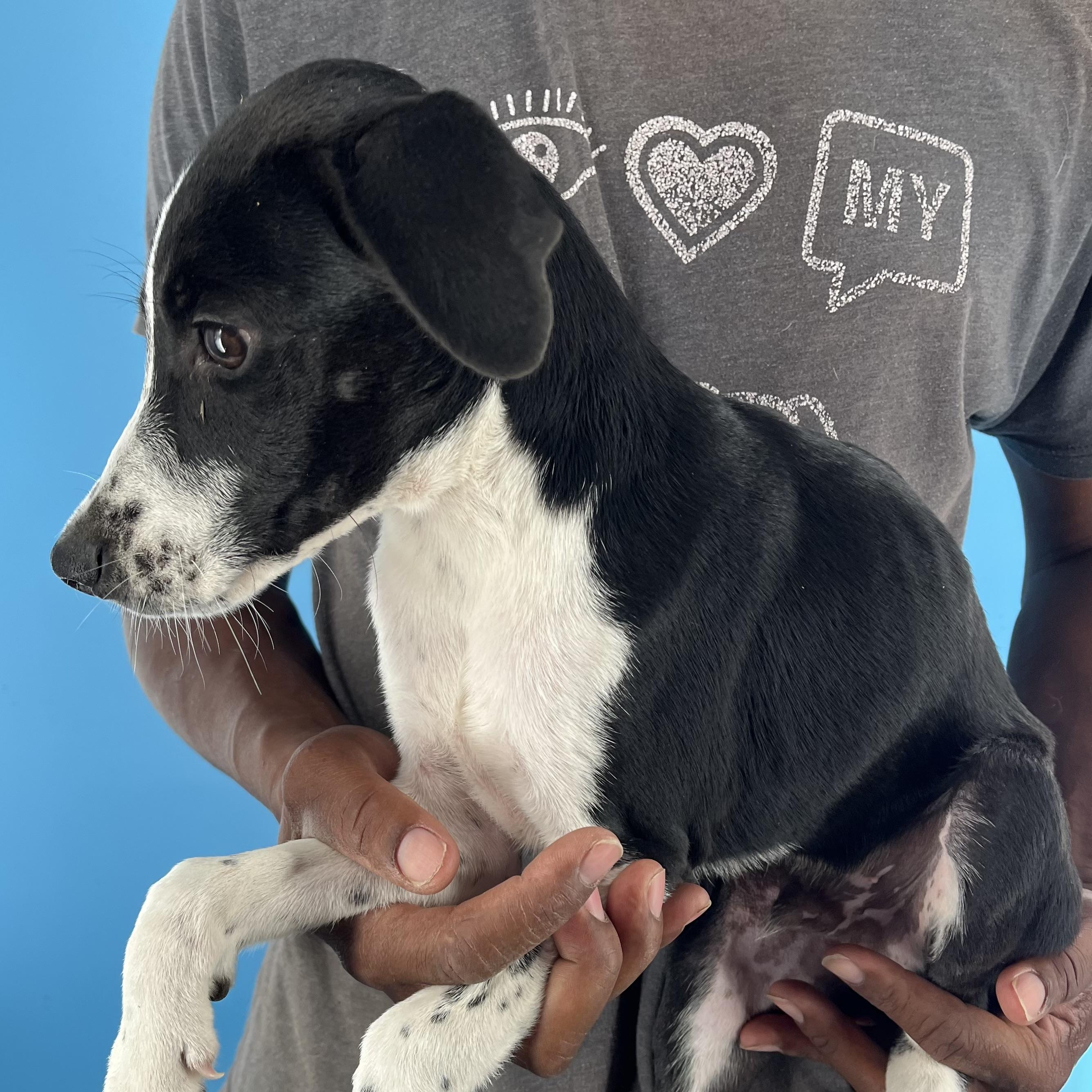 Knox - Local Sept 26-28