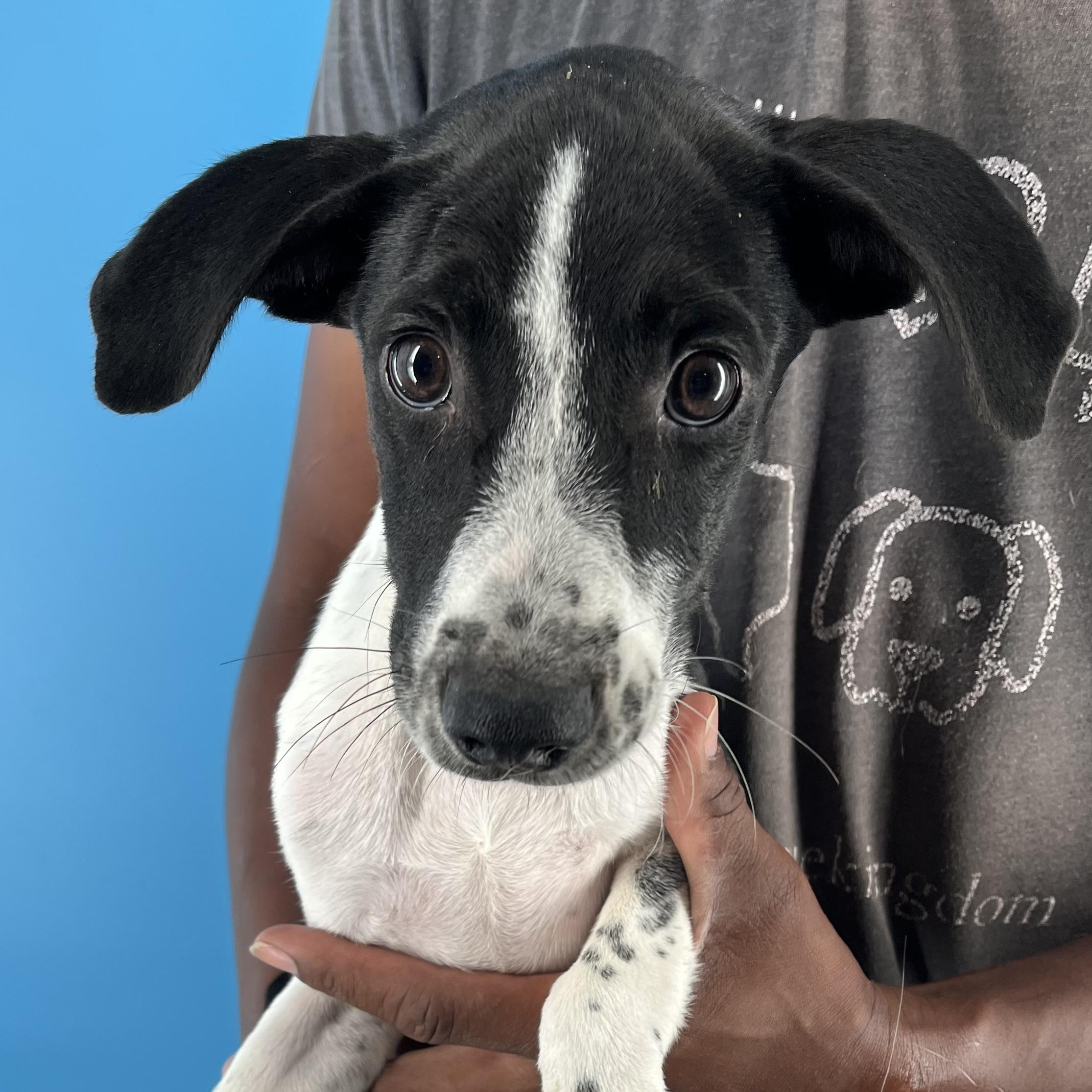 Knox - Local Sept 26-28