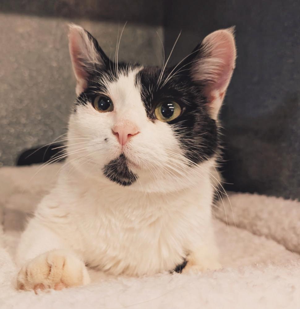 Enlarge Moo-Moo, a Adoptable Domestic Short Hair in Peace River, AB image 1/1