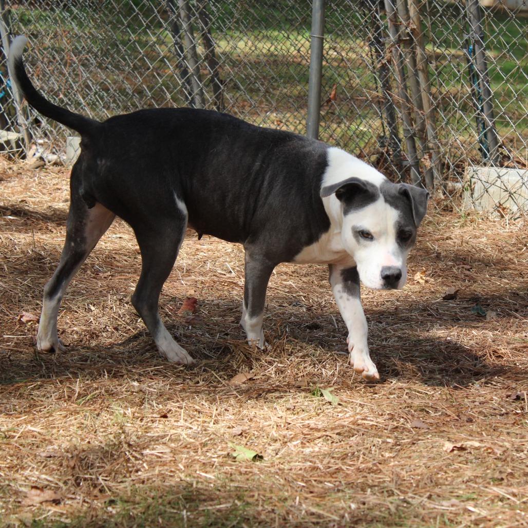 Enlarge Belle, a Adoptable Pit Bull Terrier in Valley, AL image 2/6