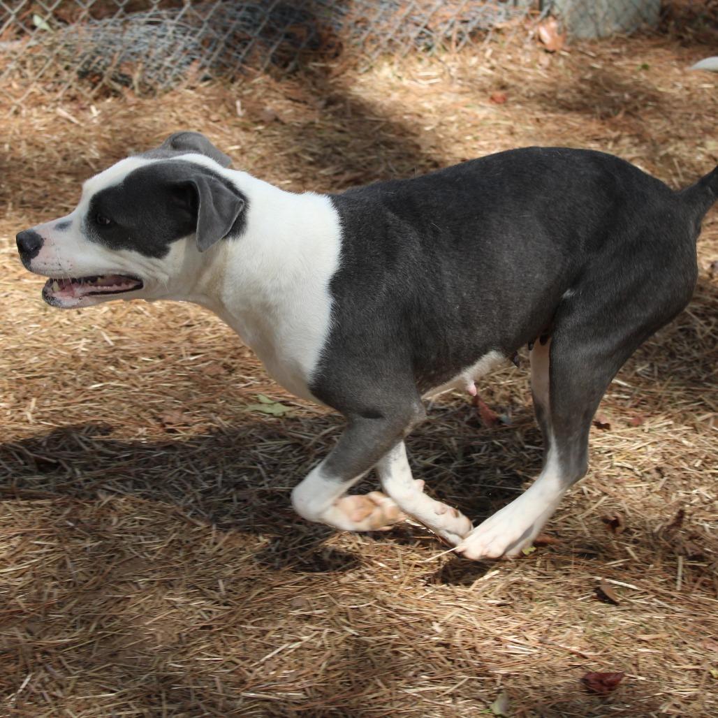 Enlarge Belle, a Adoptable Pit Bull Terrier in Valley, AL image 3/6