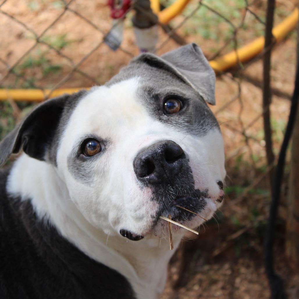 Enlarge Belle, a Adoptable Pit Bull Terrier in Valley, AL image 4/6