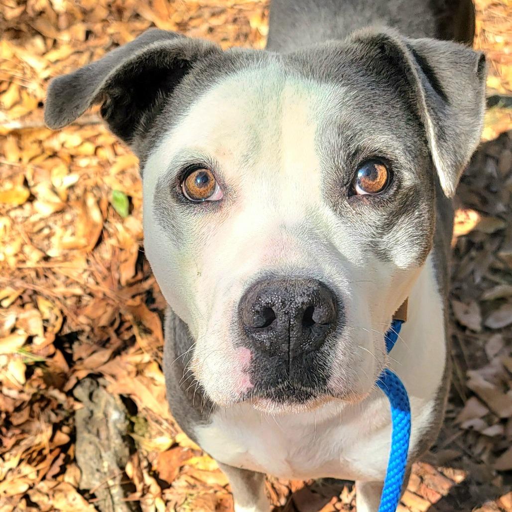 Enlarge Belle, a Adoptable Pit Bull Terrier in Valley, AL image 5/6