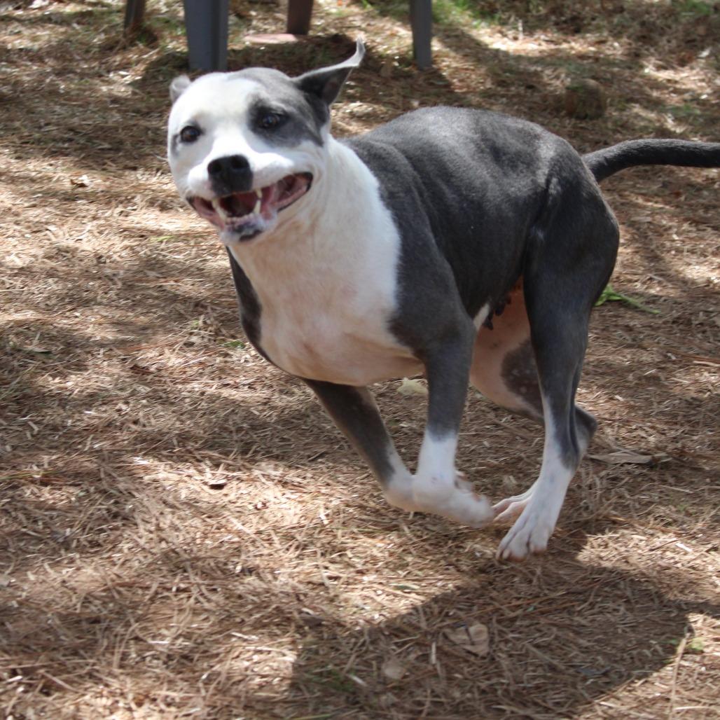 Enlarge Belle, a Adoptable Pit Bull Terrier in Valley, AL image 6/6