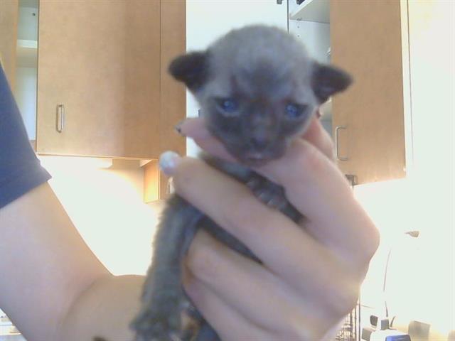 BADGER, Adoptable, Kitten Male Domestic Short Hair.