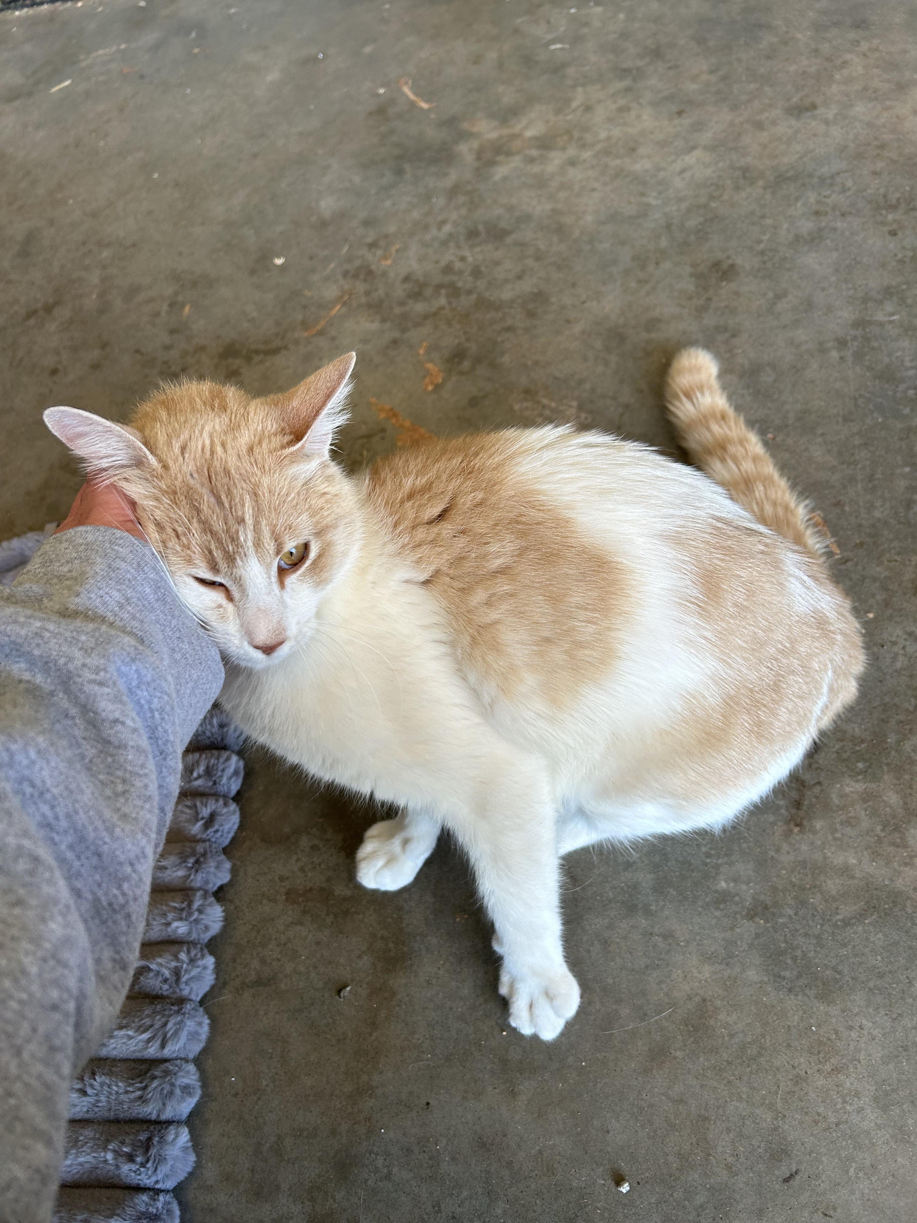 Enlarge Laffy, a ADOPTABLE mixed breed in Tuttle, OK image 3/3