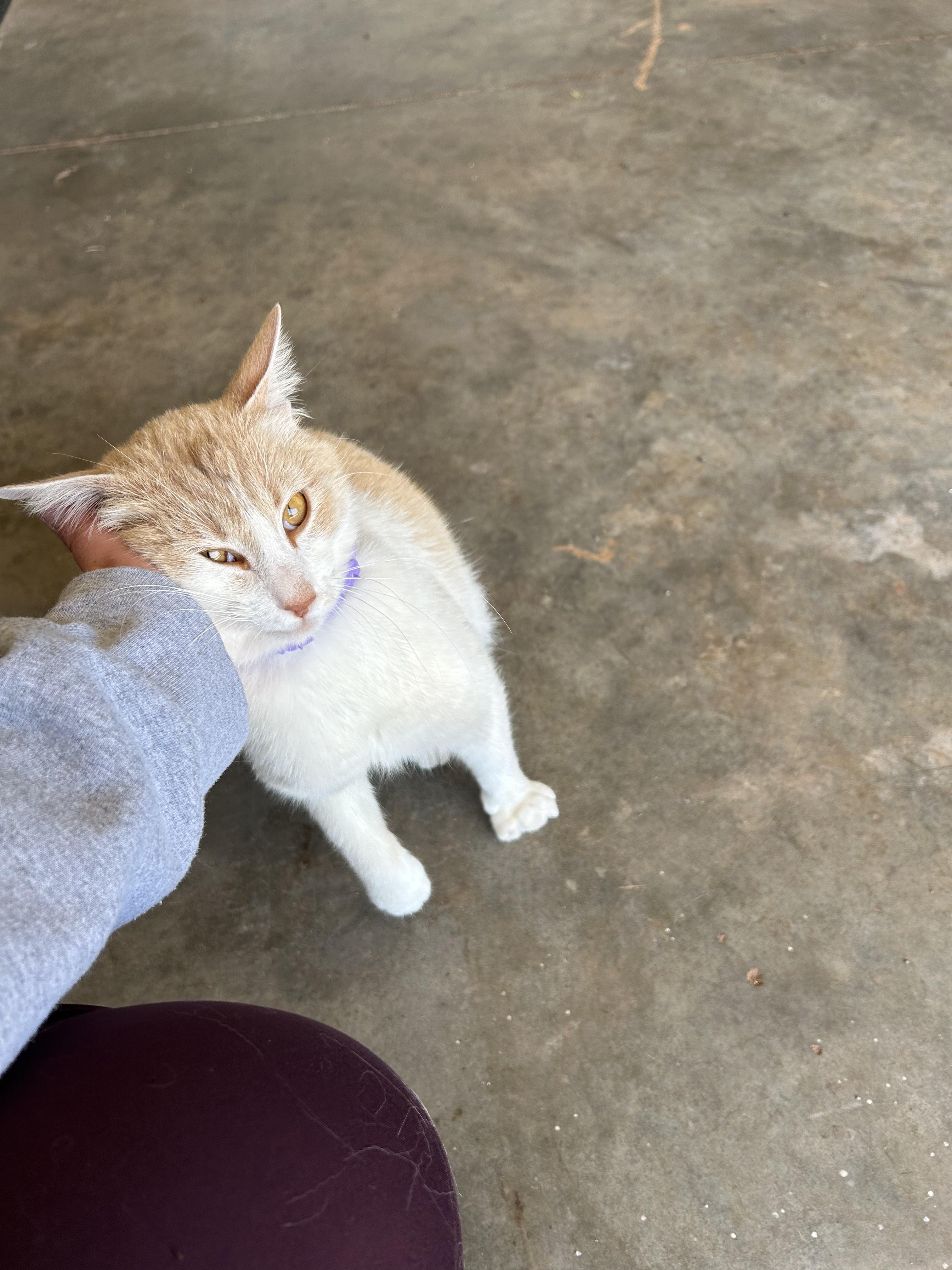 Enlarge Laffy, a ADOPTABLE mixed breed in Tuttle, OK image 2/3