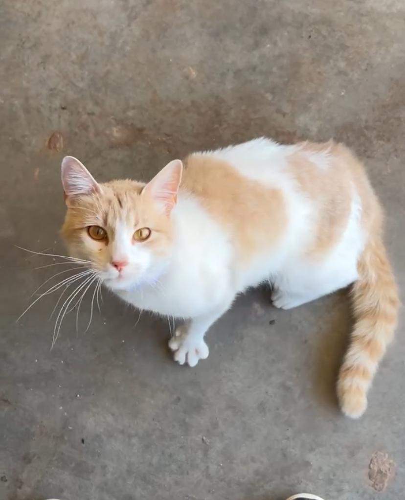 Laffy, ADOPTABLE, Adult Female Domestic Short Hair.