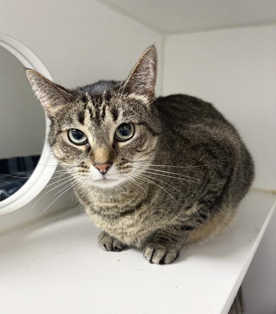 Vida, Adoptable, Adult Female Domestic Short Hair.