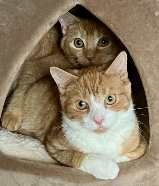 Enlarge Anna, an adopted mixed breed in Bethlehem, PA image 5/5