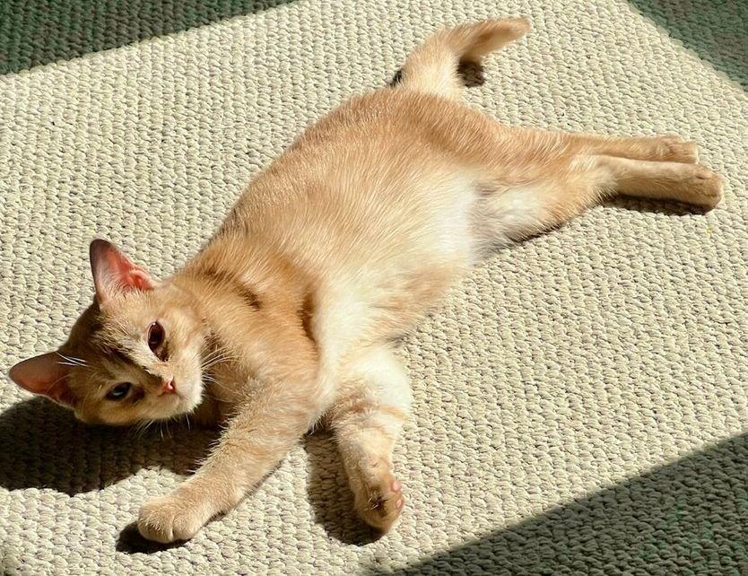 Enlarge Anna, an adopted mixed breed in Bethlehem, PA image 4/5