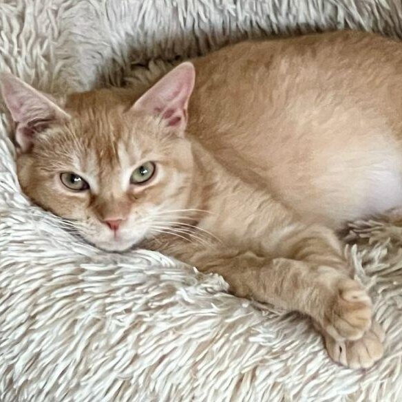Anna, adopted, Young Female Domestic Short Hair & Abyssinian.