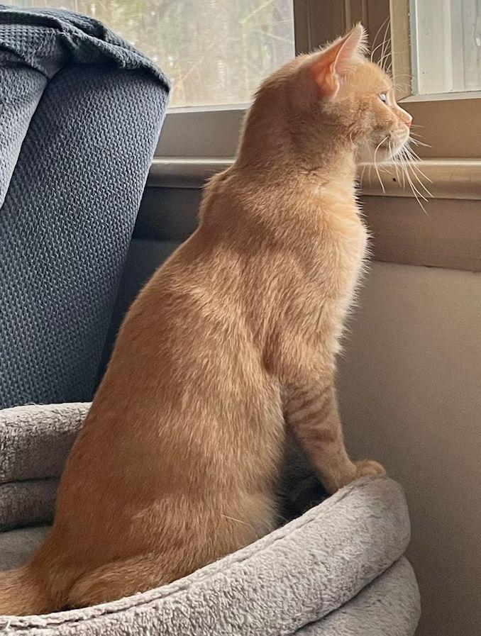 Enlarge Anna, an adopted mixed breed in Bethlehem, PA image 3/5