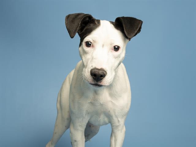 Enlarge ELLA, a Adoptable mixed breed in Phoenix, AZ image 1/1