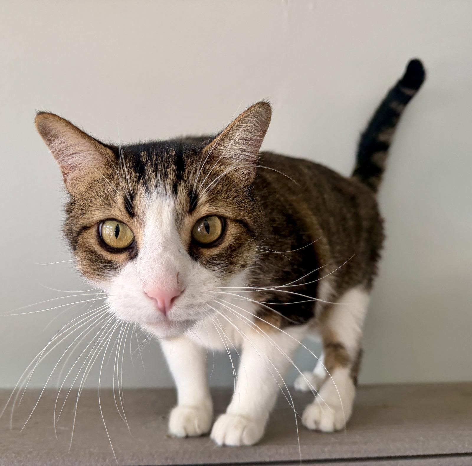 Enlarge Boots, a Adoptable Domestic Short Hair in Evergreen, CO image 1/3