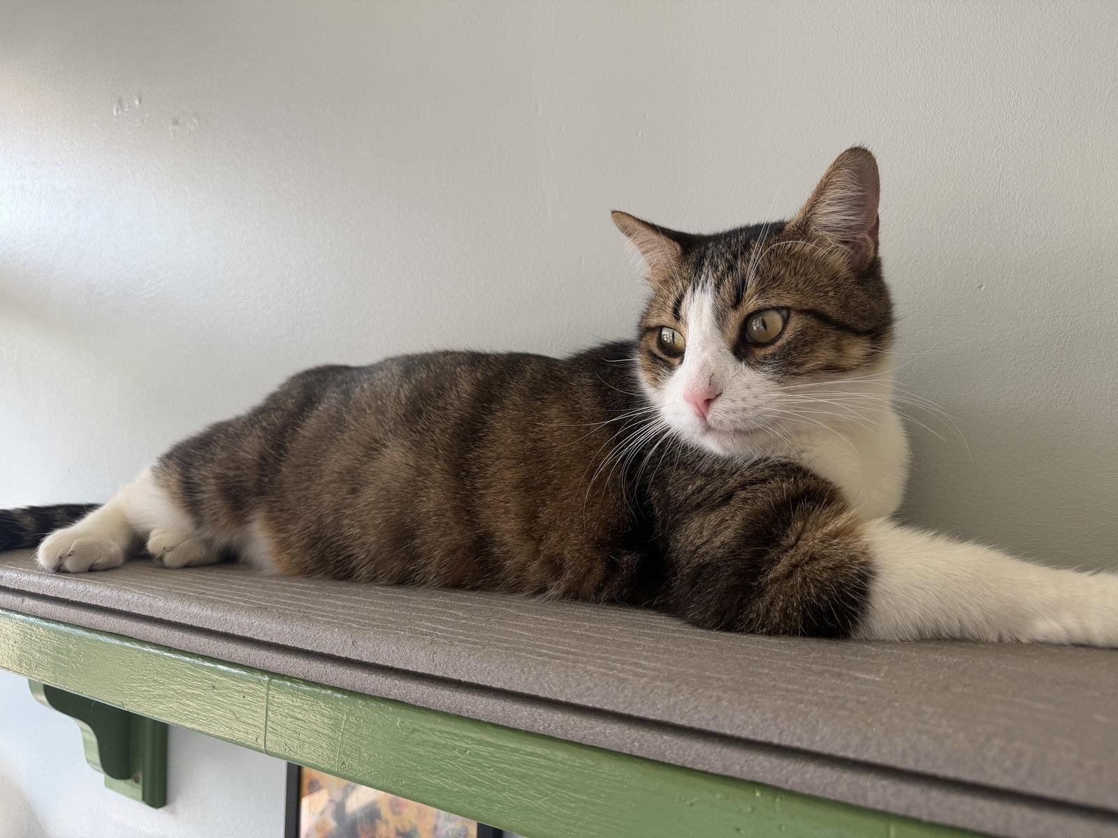 Enlarge Boots, a Adoptable Domestic Short Hair in Evergreen, CO image 2/3